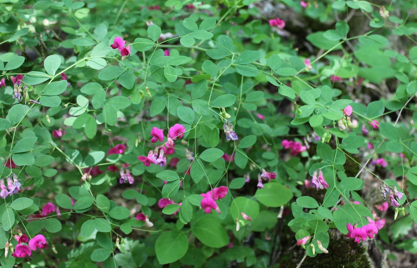 Изображение особи Lathyrus roseus.