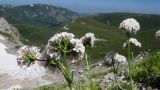 Valeriana alpestris. Верхушки цветущих растений. Кавказский биосферный заповедник, Фишт-Оштенский массив, северо-восточный склон горы Оштен, ≈ 2600 м н.у.м., каменистая осыпь. 24.07.2017.