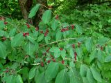 Lonicera xylosteum. Ветви плодоносящего растения. Беларусь, Гродненская обл., Новогрудский р-н, Кошелевский сельсовет, дер. Попковичи, опушка елово-дубового леса. 29.07.2015.