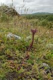 Veronica подвид bashkiriensis