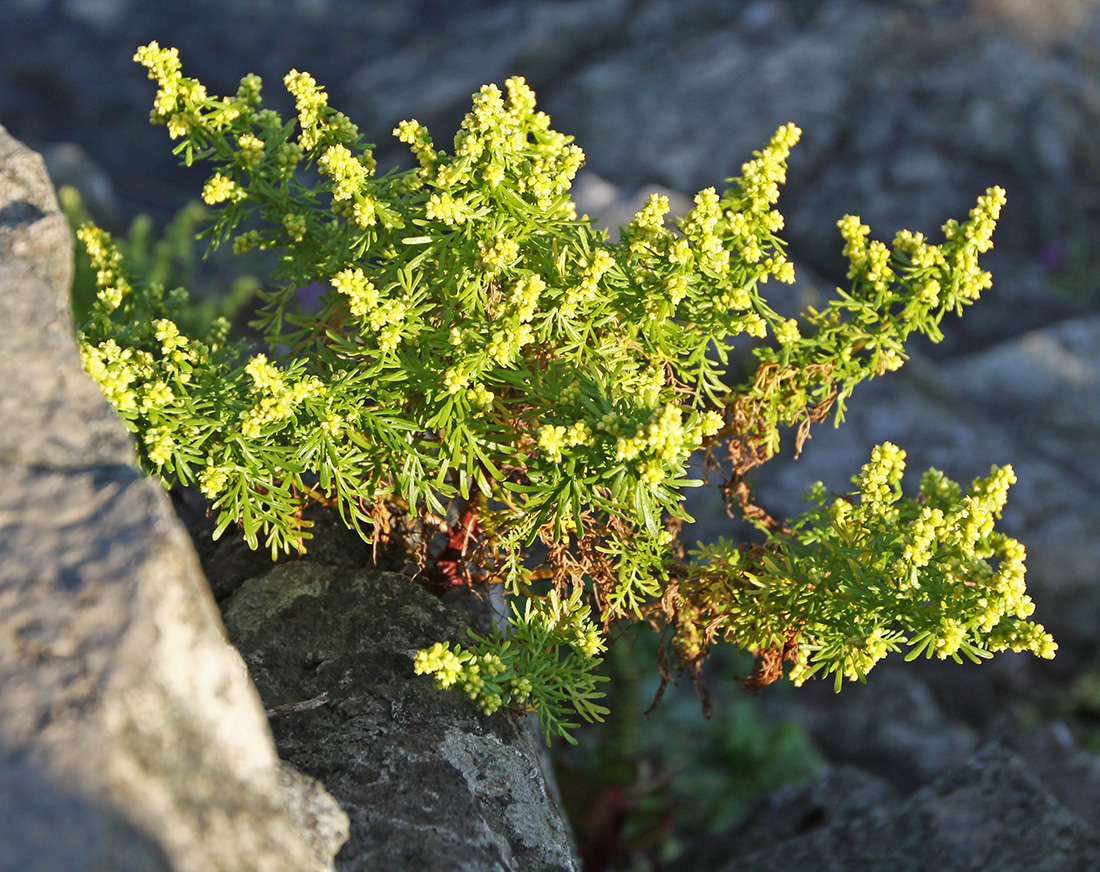 Image of Artemisia aurata specimen.