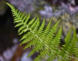 Athyrium distentifolium