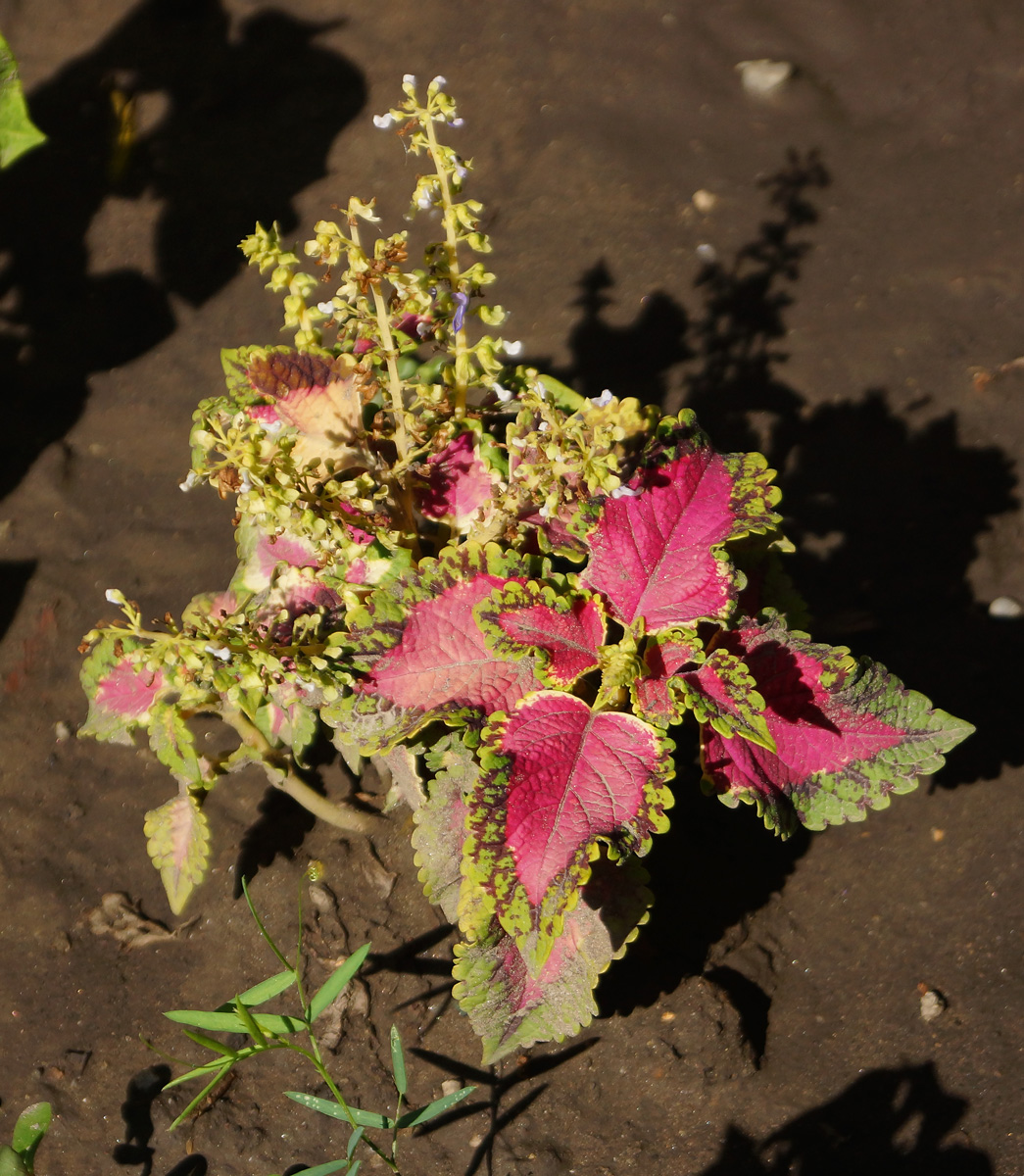 Изображение особи Coleus scutellarioides.