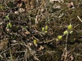 Salix repens. Побеги с тычиночными соцветиями. Нидерланды, провинция Drenthe, окр. дер. Yde, заказник Hondstong, заболоченный луг. 18 апреля 2010 г.