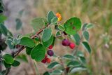 Cotoneaster melanocarpus. Верхушка ветви с плодами разной степени зрелости. Челябинская обл., Каслинский р-н, берег оз. Большие Аллаки, каменистый склон. 24.07.2020.