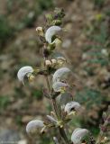 Salvia verbascifolia