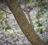 Cotinus coggygria