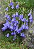 Campanula saxifraga