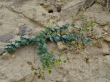 Haplophyllum bungei