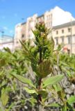 Syringa josikaea