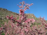 Amygdalus spinosissima. Верхушка цветущей ветви. Южный Казахстан, Зап. Тянь-Шань, зап. оконечность Таласского Алатау, каньон Машат, склон южной экспозиции, разрушенные конгломераты. 31 марта 2024 г.