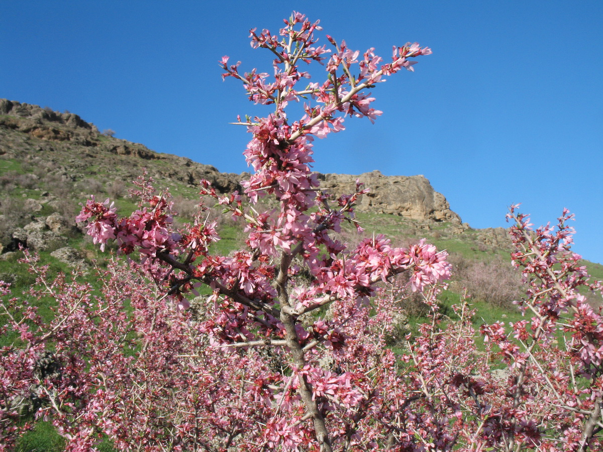 Изображение особи Amygdalus spinosissima.