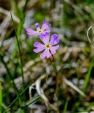 Primula nutans. Цветки. Хакасия, Орджоникидзевский р-н, горная гряда Сундуки, подножие степного склона. 07.06.2022.