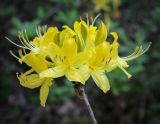 Rhododendron luteum