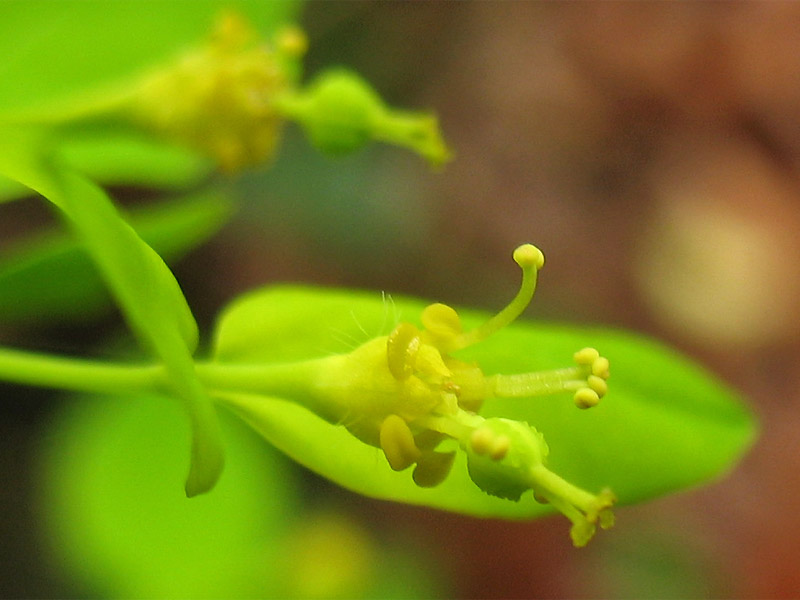 Изображение особи Euphorbia carniolica.