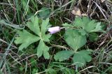 Anemone hortensis