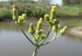 Sonchus palustris