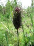 Phleum alpinum