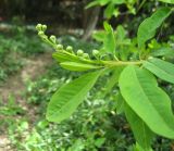 Exochorda korolkowii