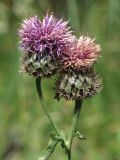 Centaurea alpestris. Соцветия. Крым, Ялтинская яйла. 26 июля 2012 г.