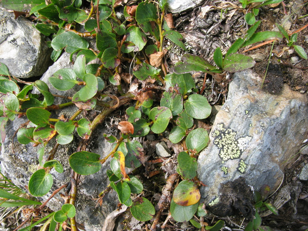 Изображение особи Salix nummularia.