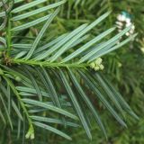 Cephalotaxus harringtonia