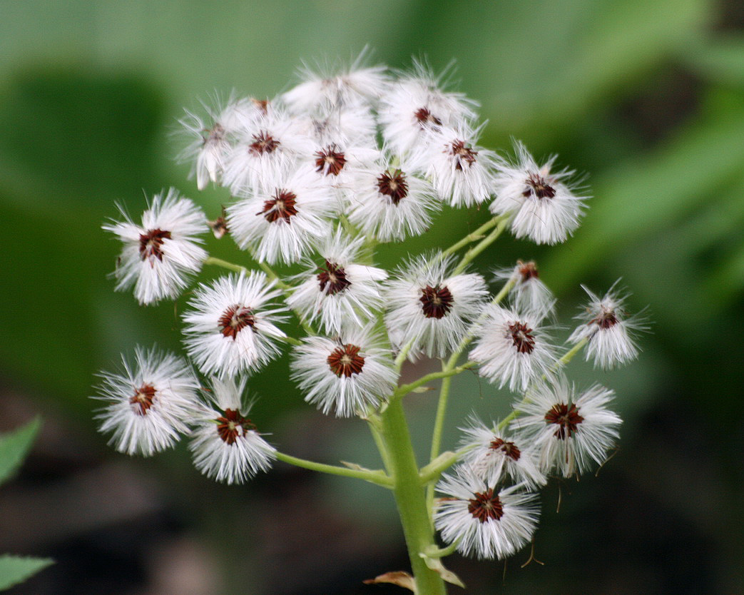 Изображение особи Petasites amplus.