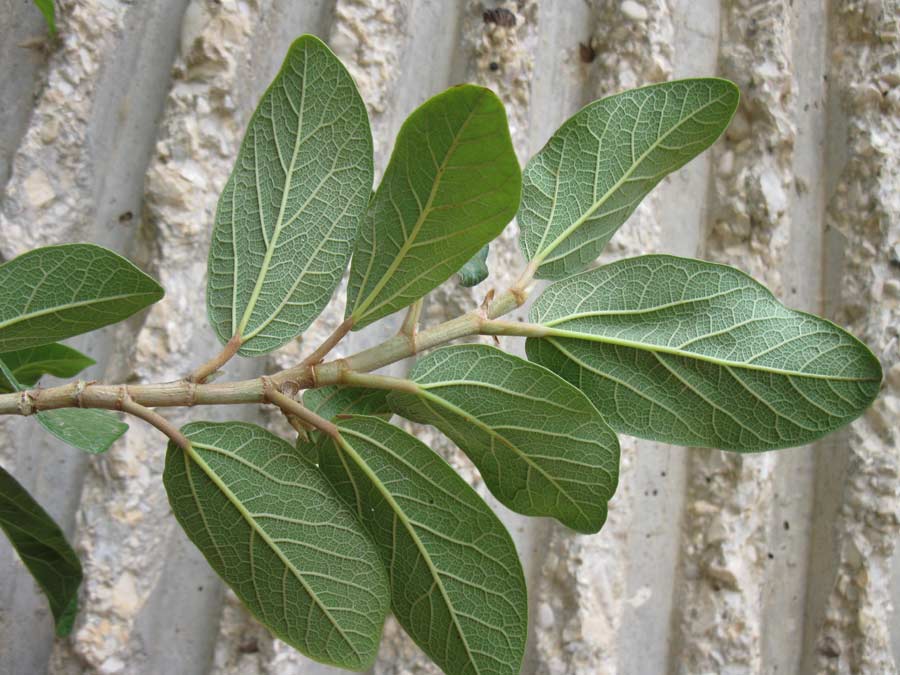 Изображение особи Ficus pumila.