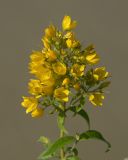 Lysimachia vulgaris