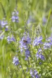 Veronica teucrium. Соцветия с сидящей журчалкой Chrysotoxum festivum. Саратов, Кумысная поляна. 02.06.2013.