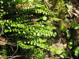 Asplenium viride. Вайи. Пермский край, окр. г. Красновишерск, левый берег р. Вишера, залесённое подножие известнякового уступа \"Камень Ветлан\". 10.06.2013.