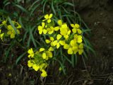 Erysimum canescens. Верхняя часть растения с цветами. Ставропольский край, г. Кисловодск, парк, дорога под «Малым Седлом», на хорошо освещённом склоне горы, обочина дороги, обнажение, высота около 1060 м н.у.м. (43°53′44,07″ с.ш., 42°45′14,18″ в.д.). 19.05.2014.