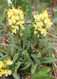 Pedicularis oederi