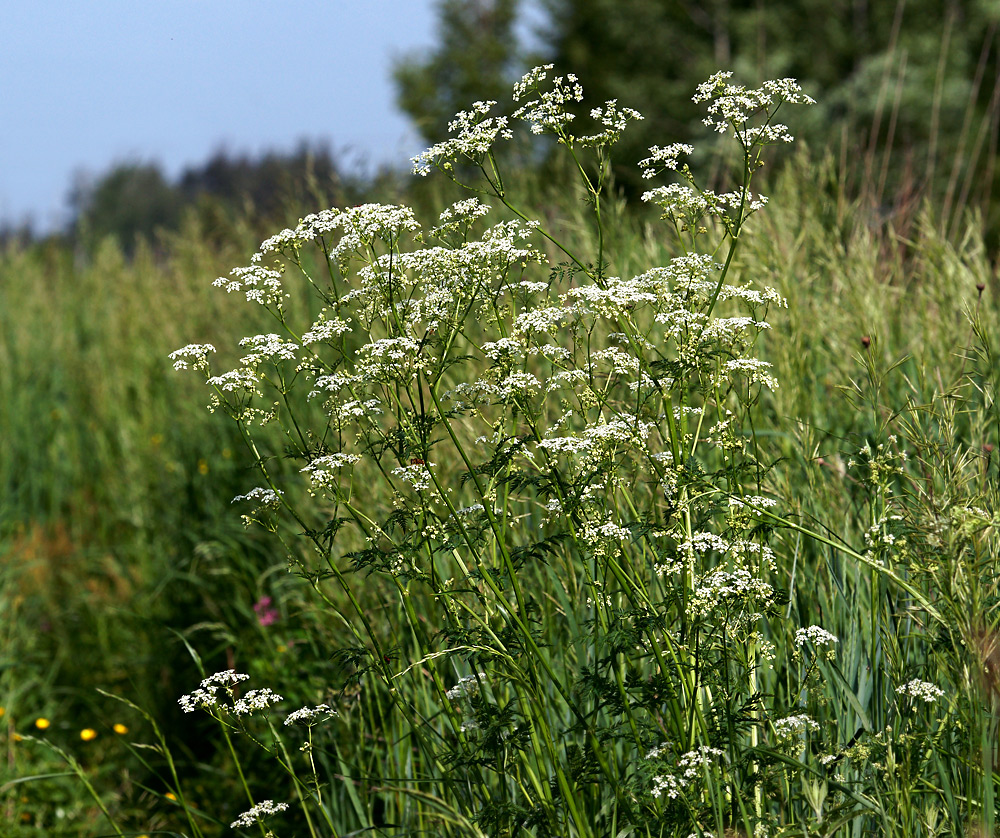 Изображение особи Anthriscus sylvestris.