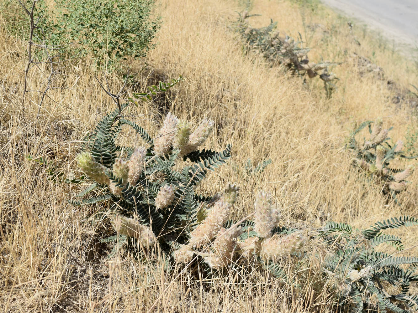 Изображение особи Astragalus alopecias.