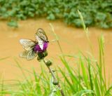 Cirsium heterophyllum. Верхушка побега с распустившимся и нераспустившимися соцветиями и кормящимися бабочками-боярышницами. Пермский край, Кунгурский р-н, р. Барда, открытый травянистый берег. 24 июня 2012 г.