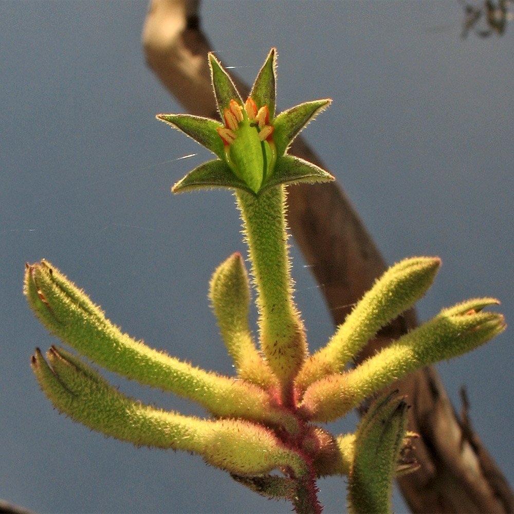 Изображение особи Anigozanthos flavidus.