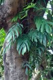 Epipremnum pinnatum. Верхушка побега. Андаманские острова, остров Хейвлок, в поселке у дороги. 31.12.2014.