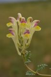 Scutellaria przewalskii