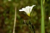 Cerastium arvense