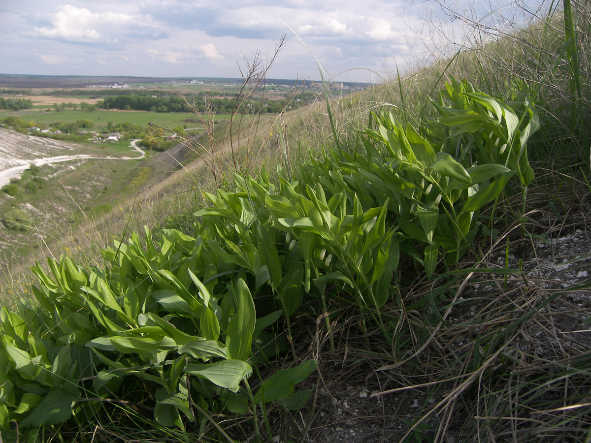 Изображение особи Polygonatum odoratum.