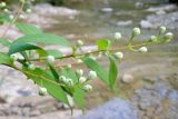 Philadelphus caucasicus. Побег с бутонами. Краснодарский край, м.о.г. Геленджик, окр. села Михайловский перевал, Плесецкая щель. 21.05.2016.