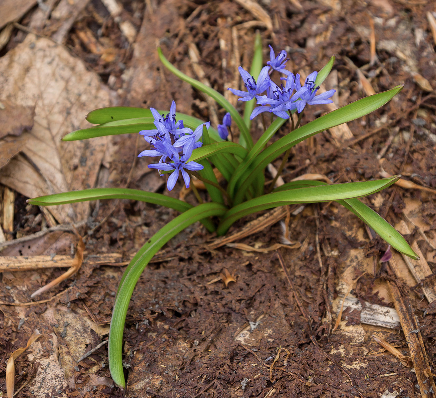 Изображение особи Scilla bifolia.