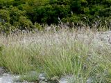 Bothriochloa ischaemum