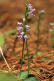 Neottianthe cucullata. Верхушки цветущих побегов. Сахалинская обл., Томаринский р-н, окр. г. Томари, подножие сопки, открытый склон западной экспозиции. 16.08.2016.