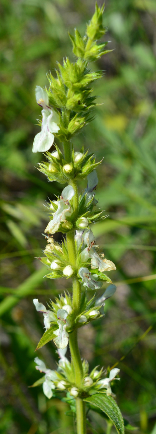 Изображение особи Stachys atherocalyx.