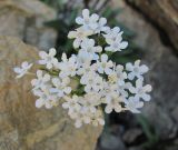 Valeriana jelenevskyi