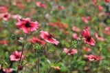 Potentilla nepalensis