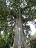 Ficus macrophylla