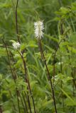 Sanguisorba stipulata